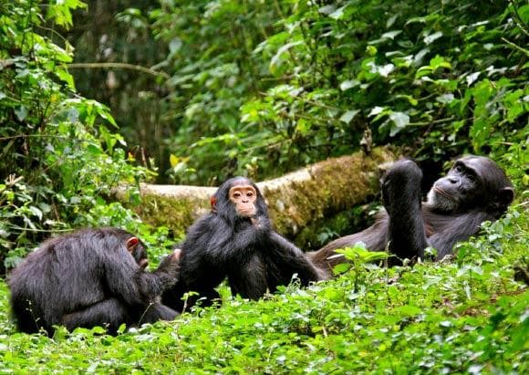 Kibale Forest gallery 2