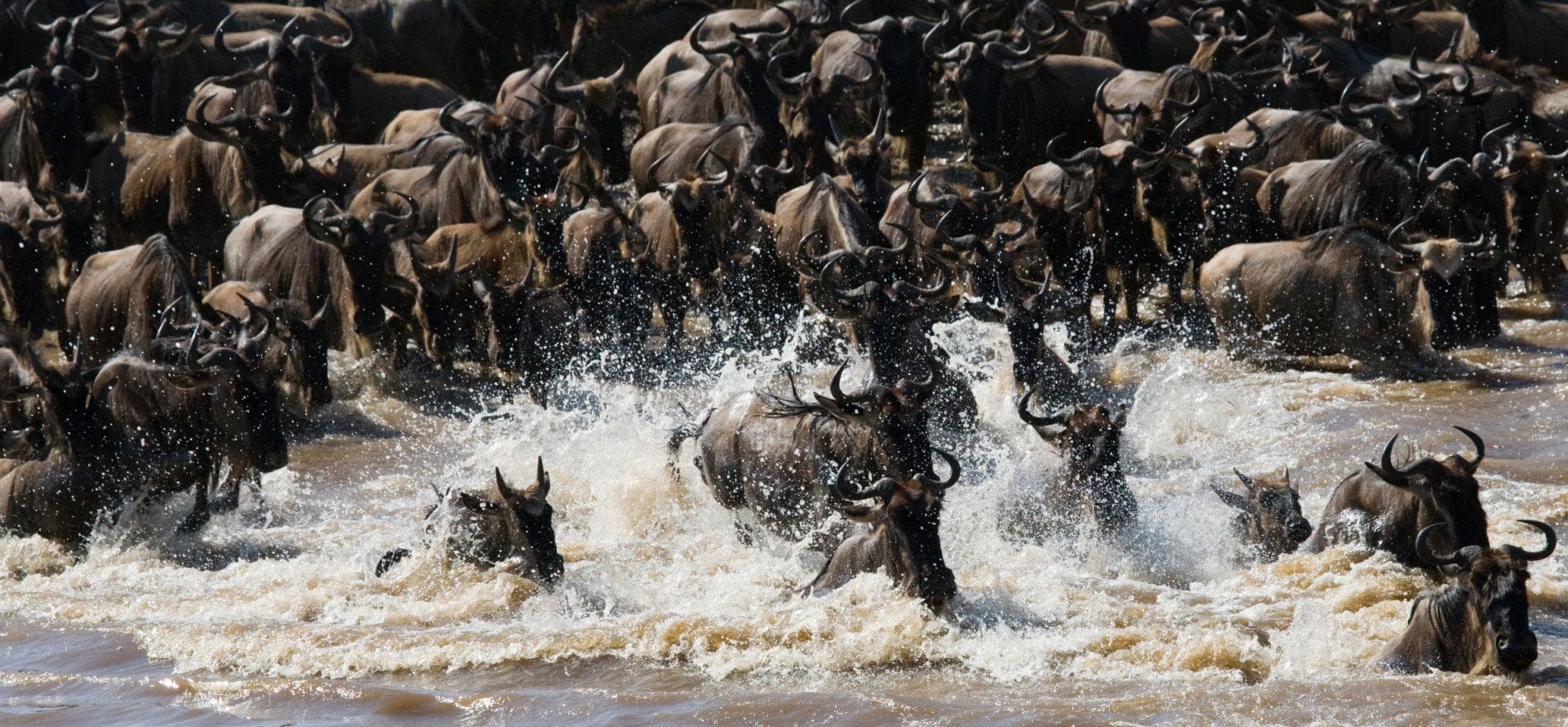 The Mara Crossing