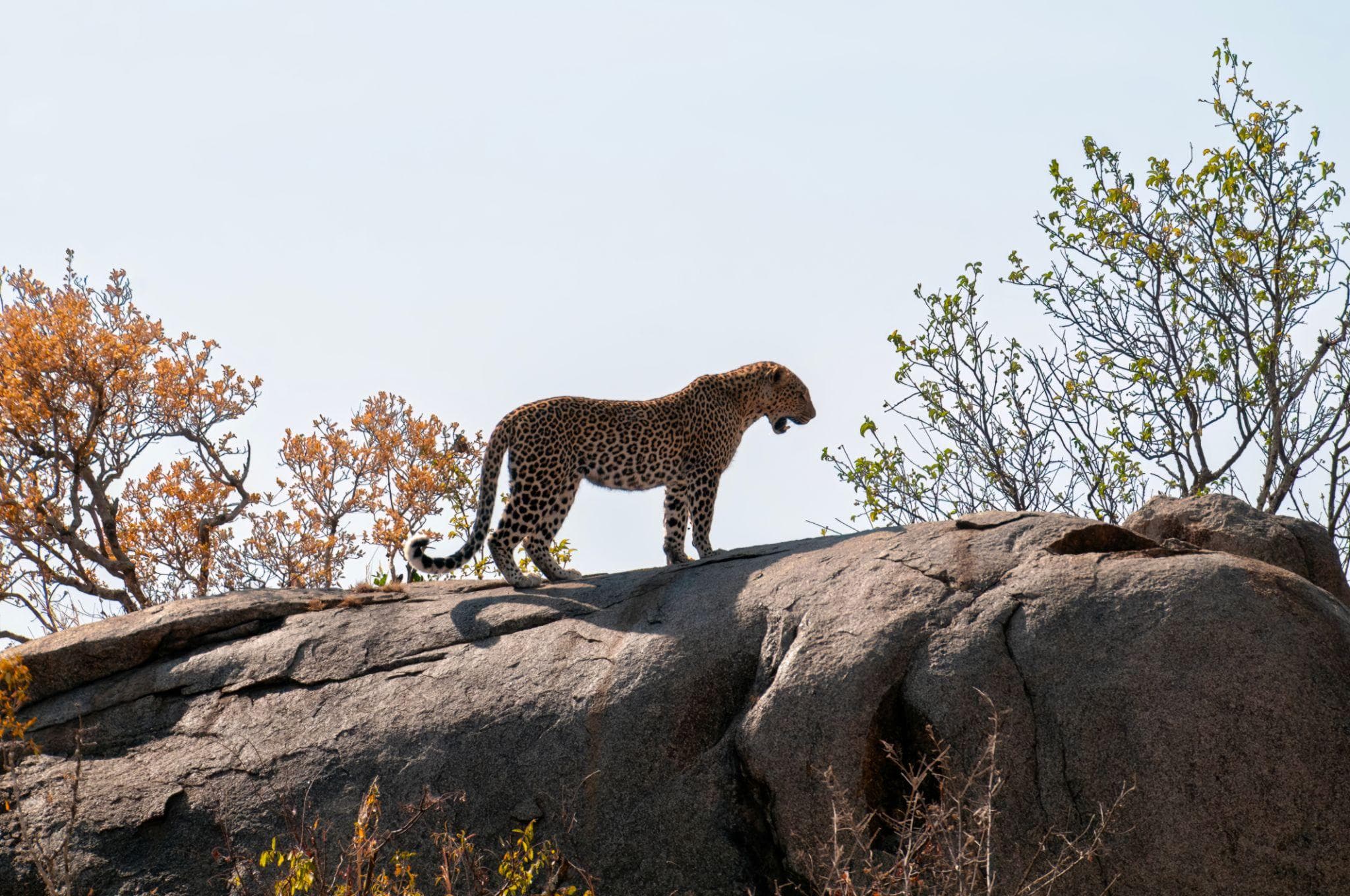 Leopard
