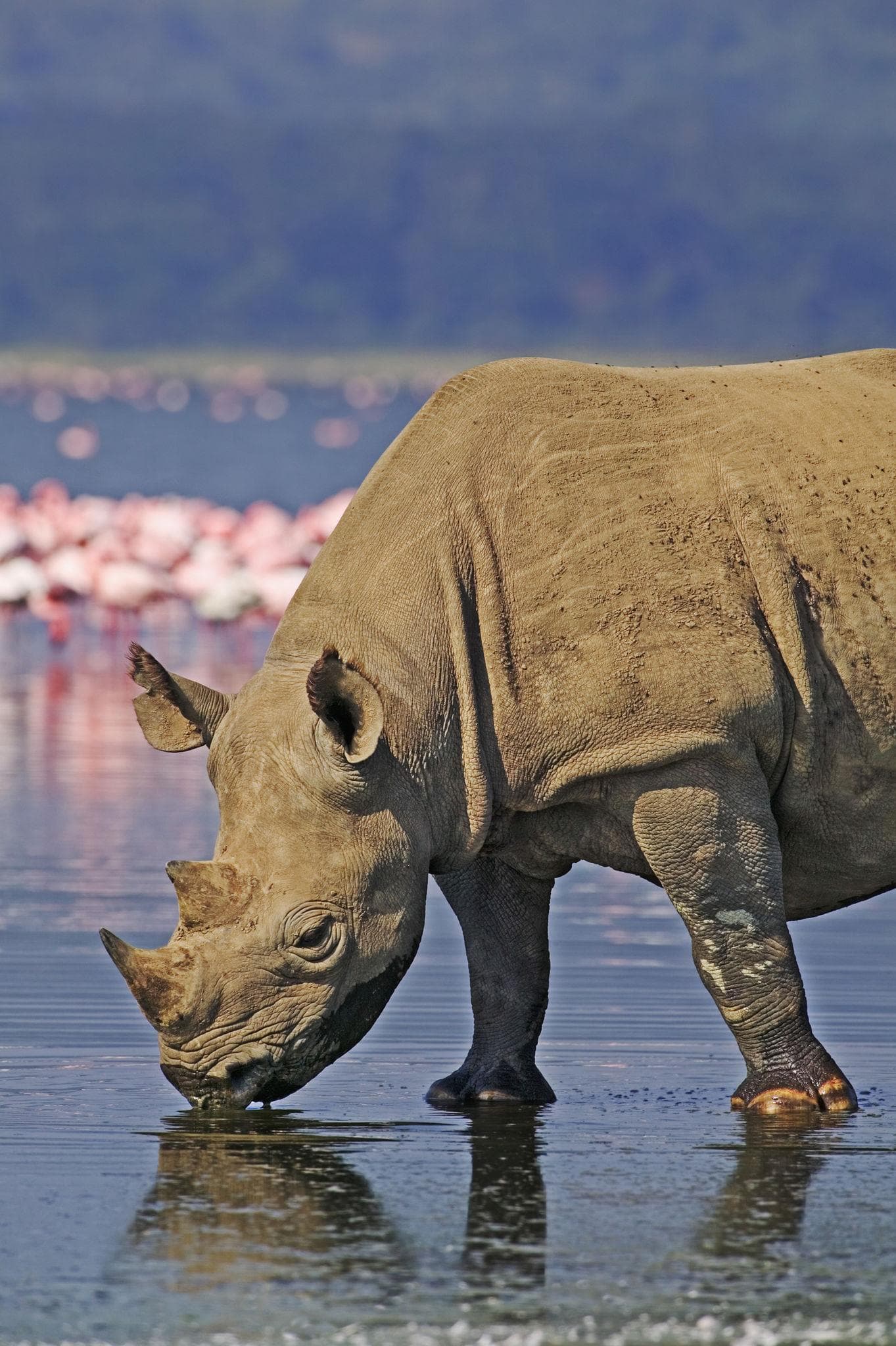 Black Rhino