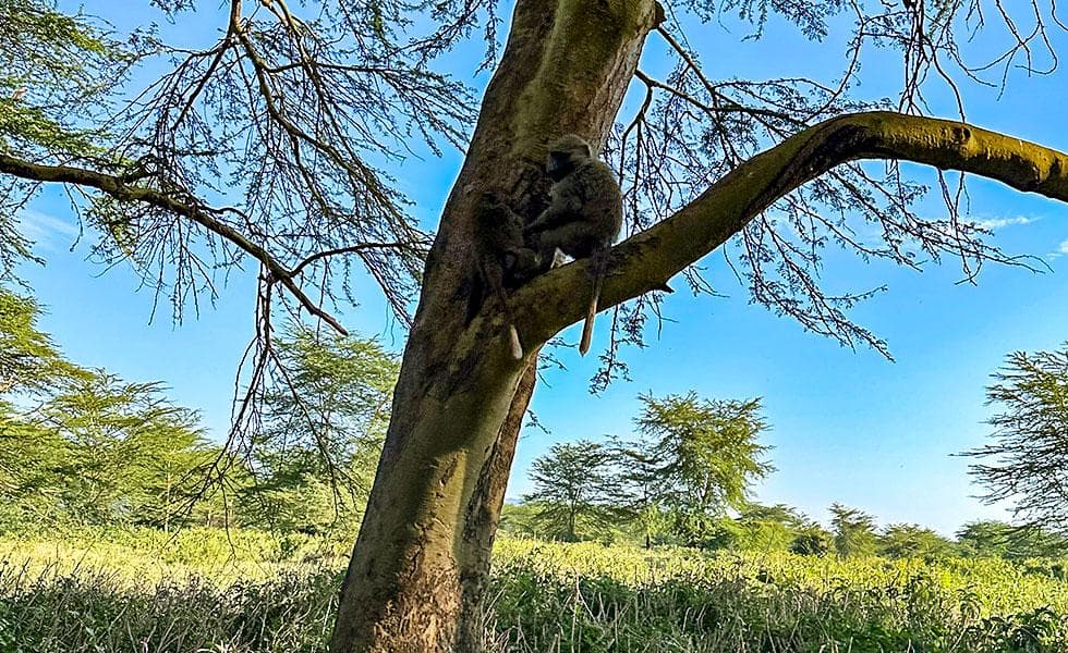Baboons