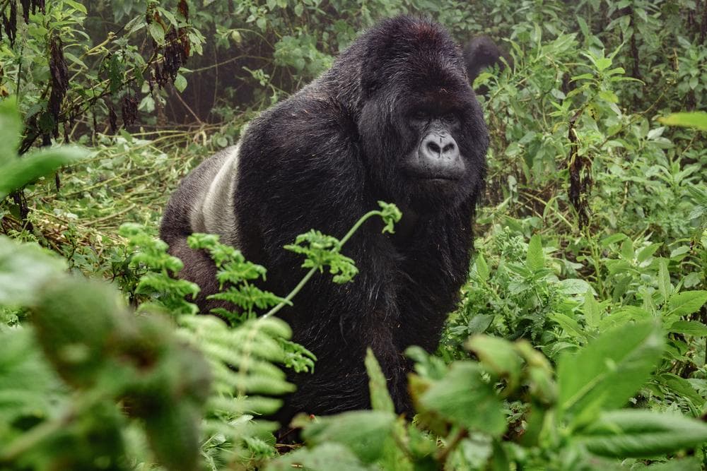 Bwindi Impenetrable Forest
