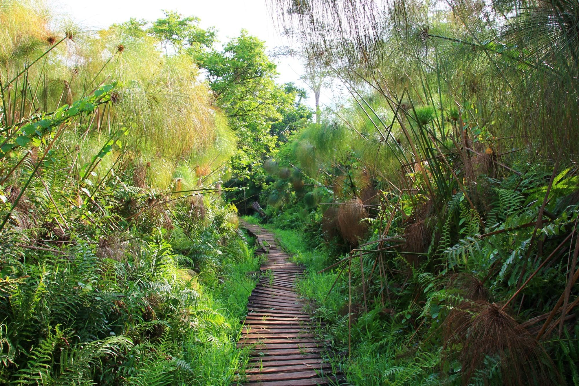 Nyungwe Forest gallery 2