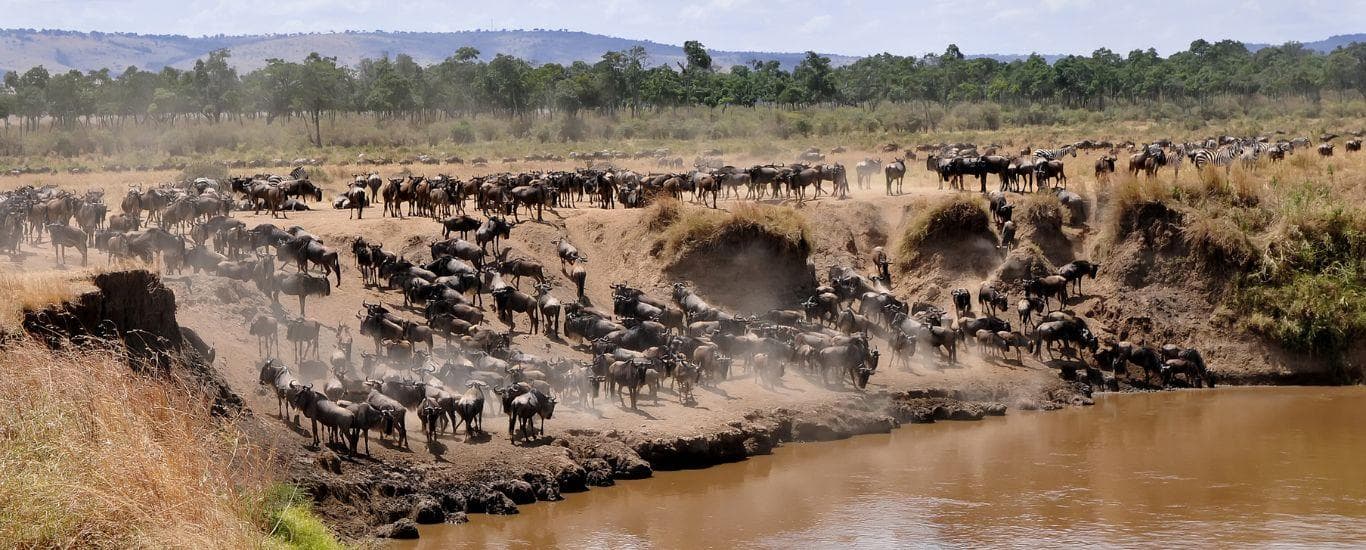 Maasai Mara gallery 3