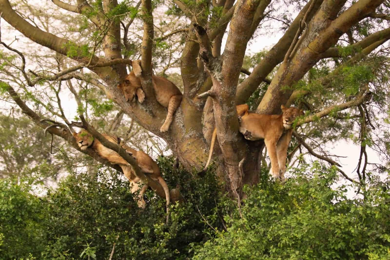 Queen Elizabeth NP Uganda