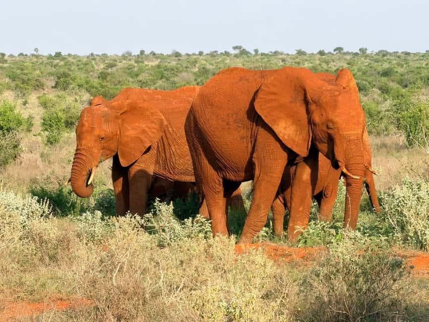 3-Day Tsavo East & West Safari