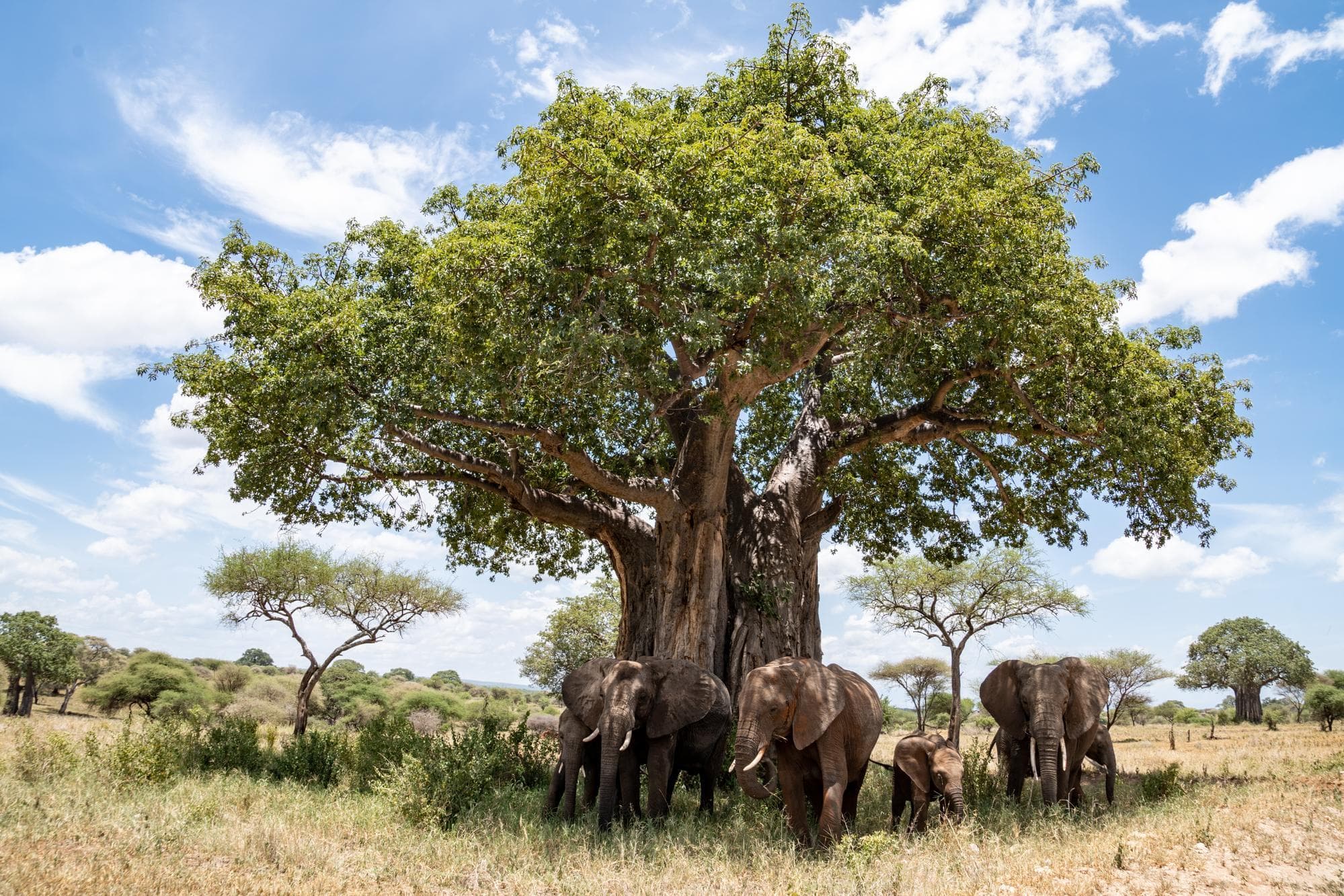 Tarangire gallery 2