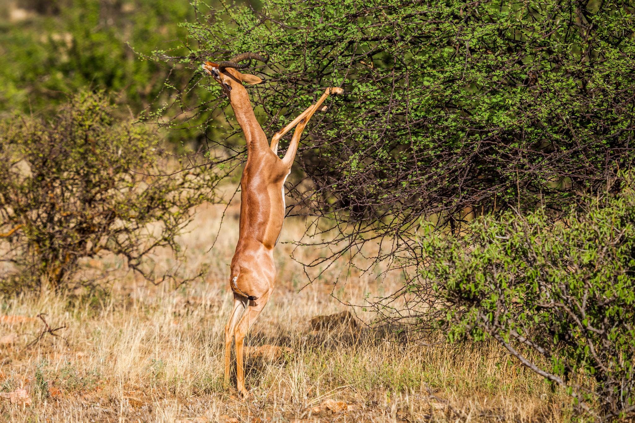 Gerenuk