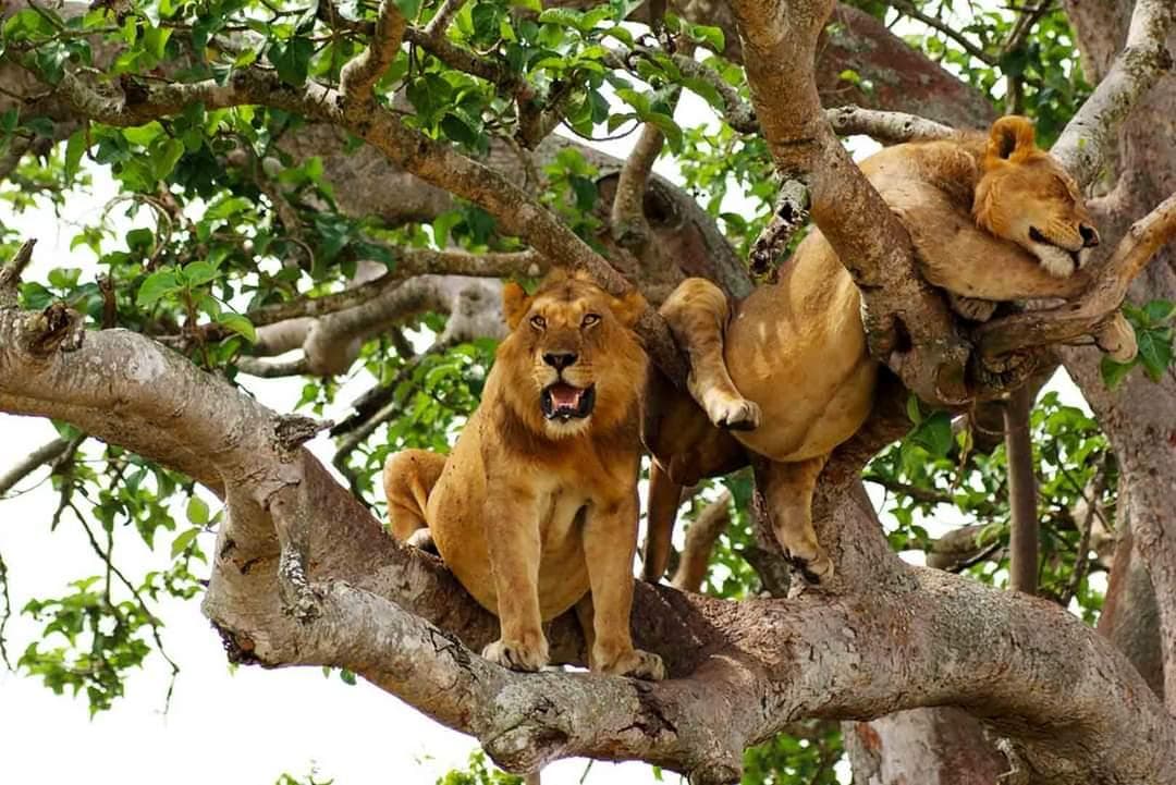 Queen Elizabeth NP gallery 2