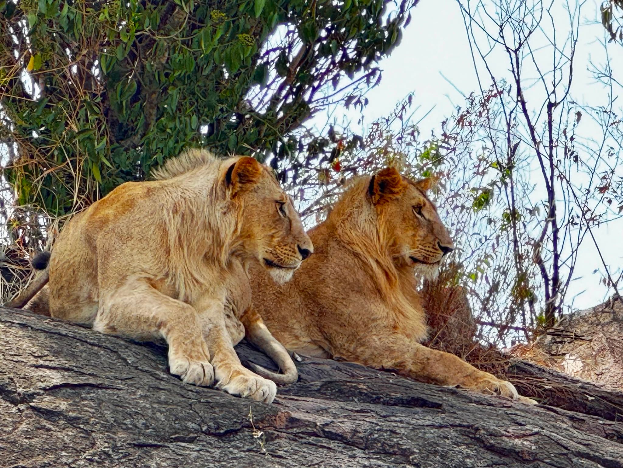 Lion Pride