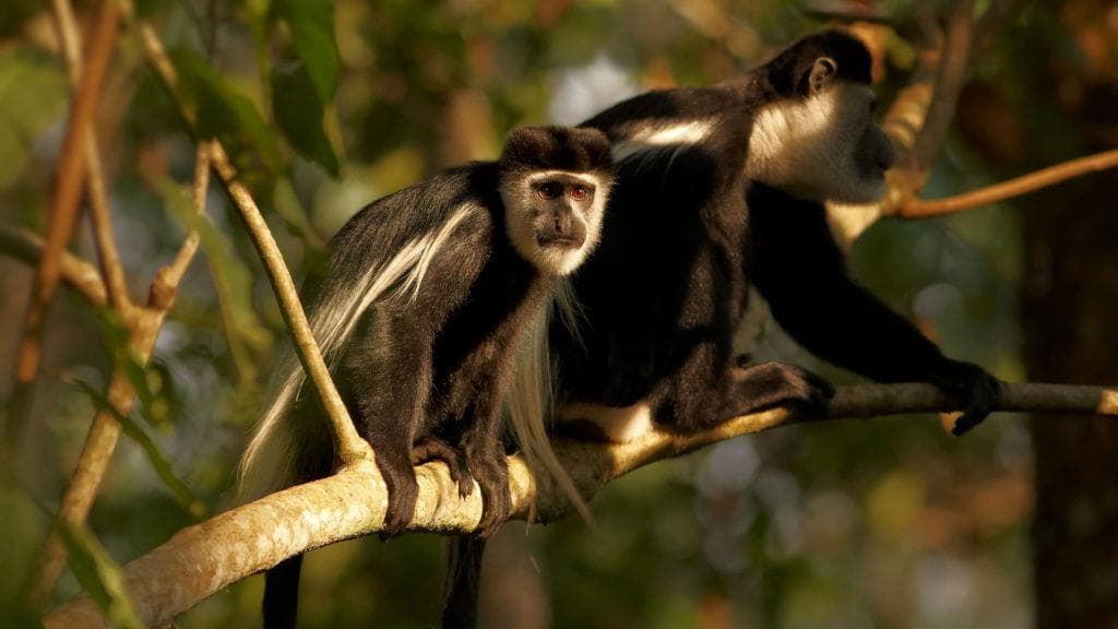 Kibale Forest gallery 3