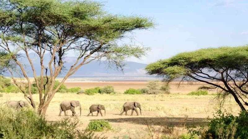 Lake Manyara gallery 1