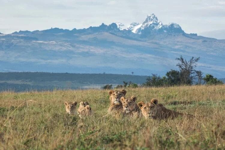 Ol Pejeta gallery 1
