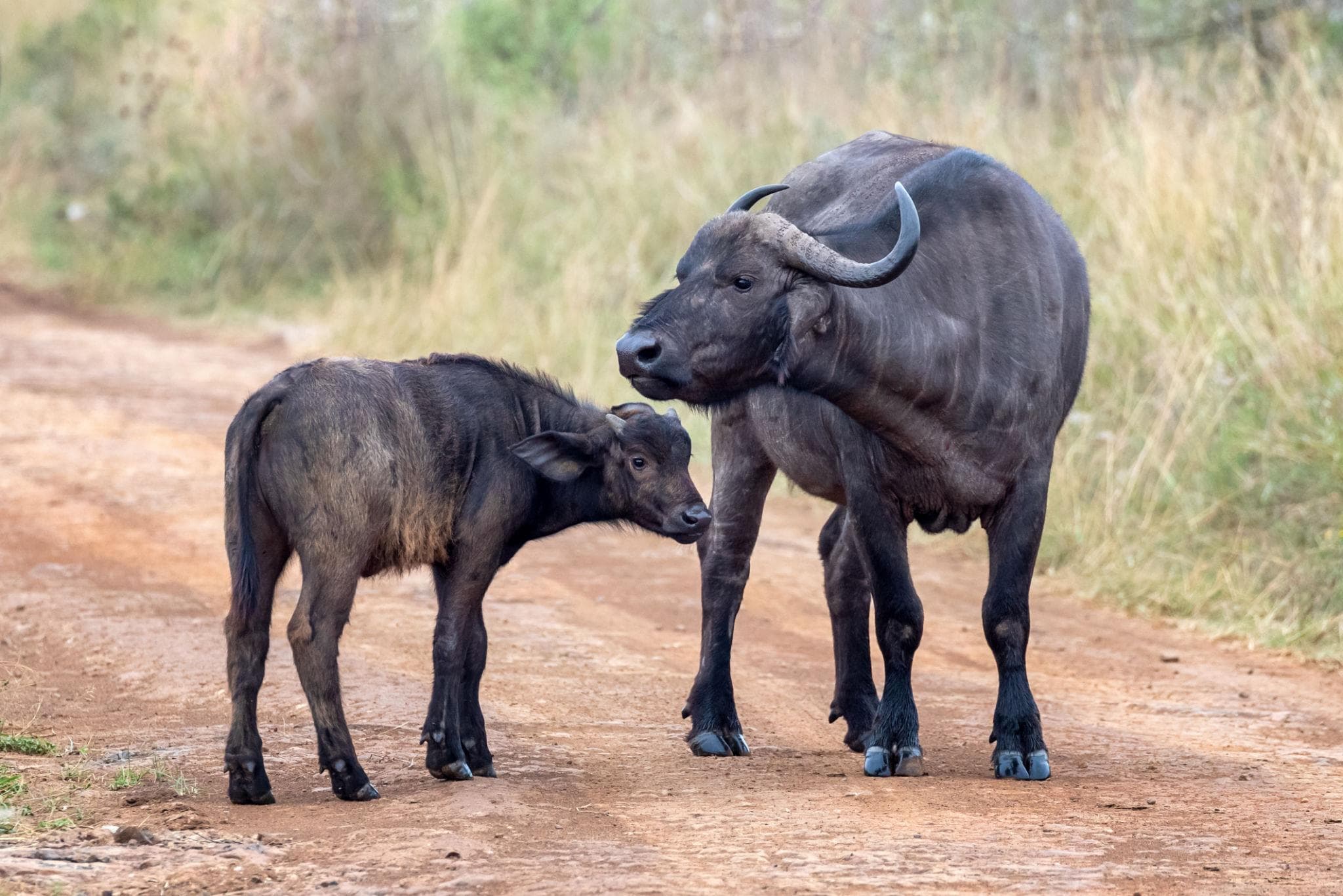 Buffalo and a calf