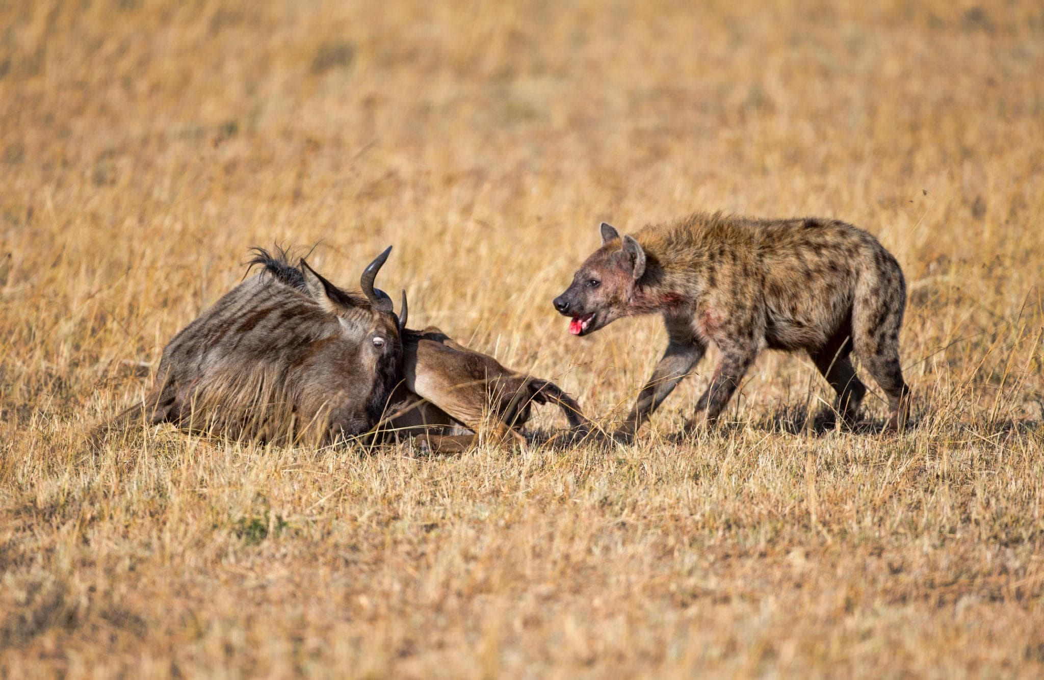 Hyena