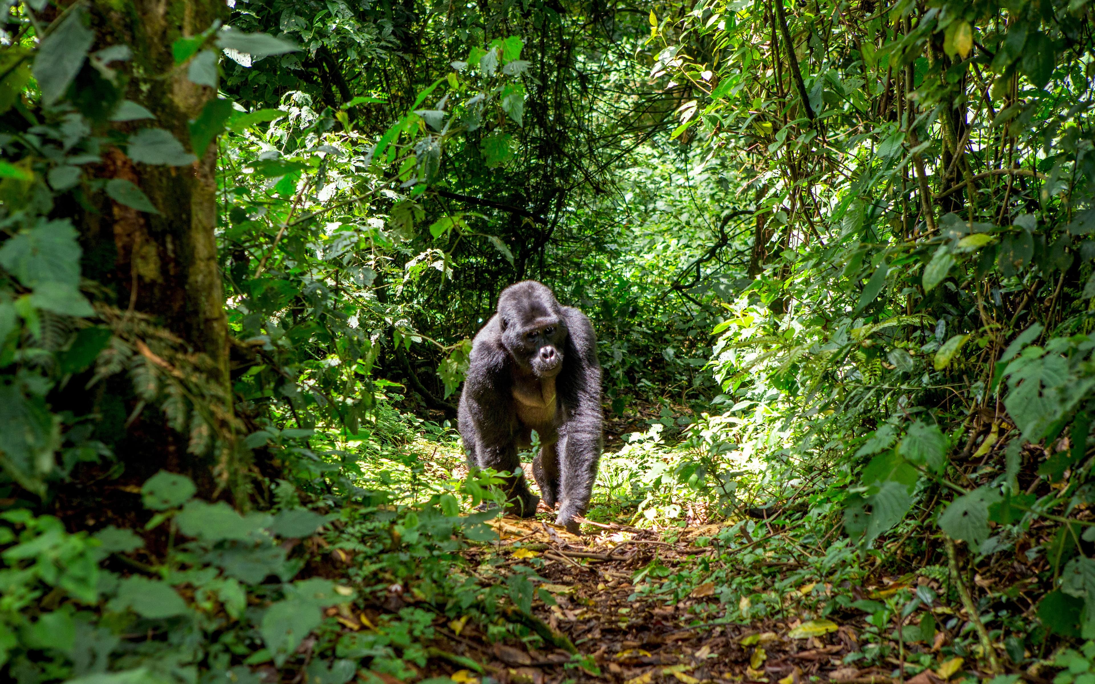 16 Day Gorilla & Big Five Safari