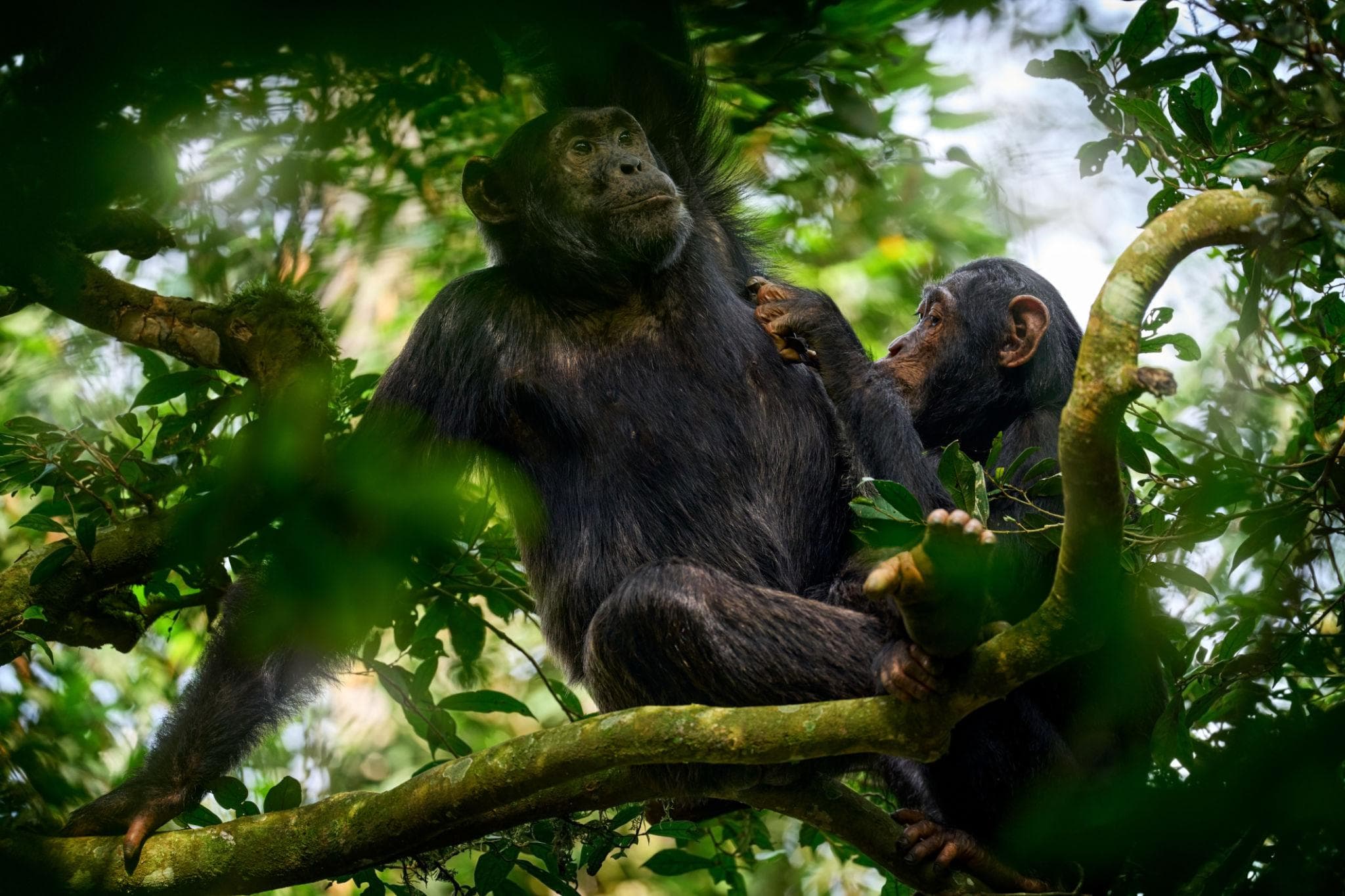 Chimpanzee