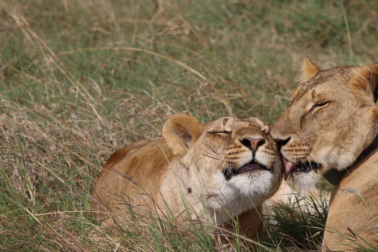 Amboseli gallery 3