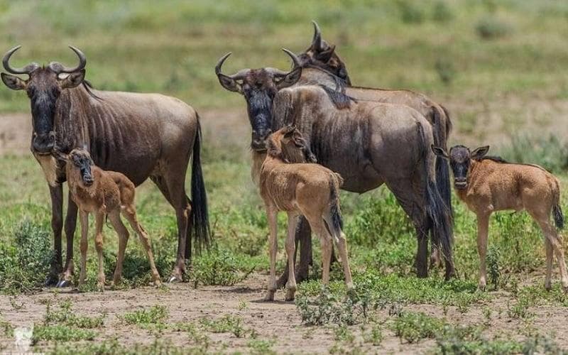 Ngorongoro Crater gallery 3