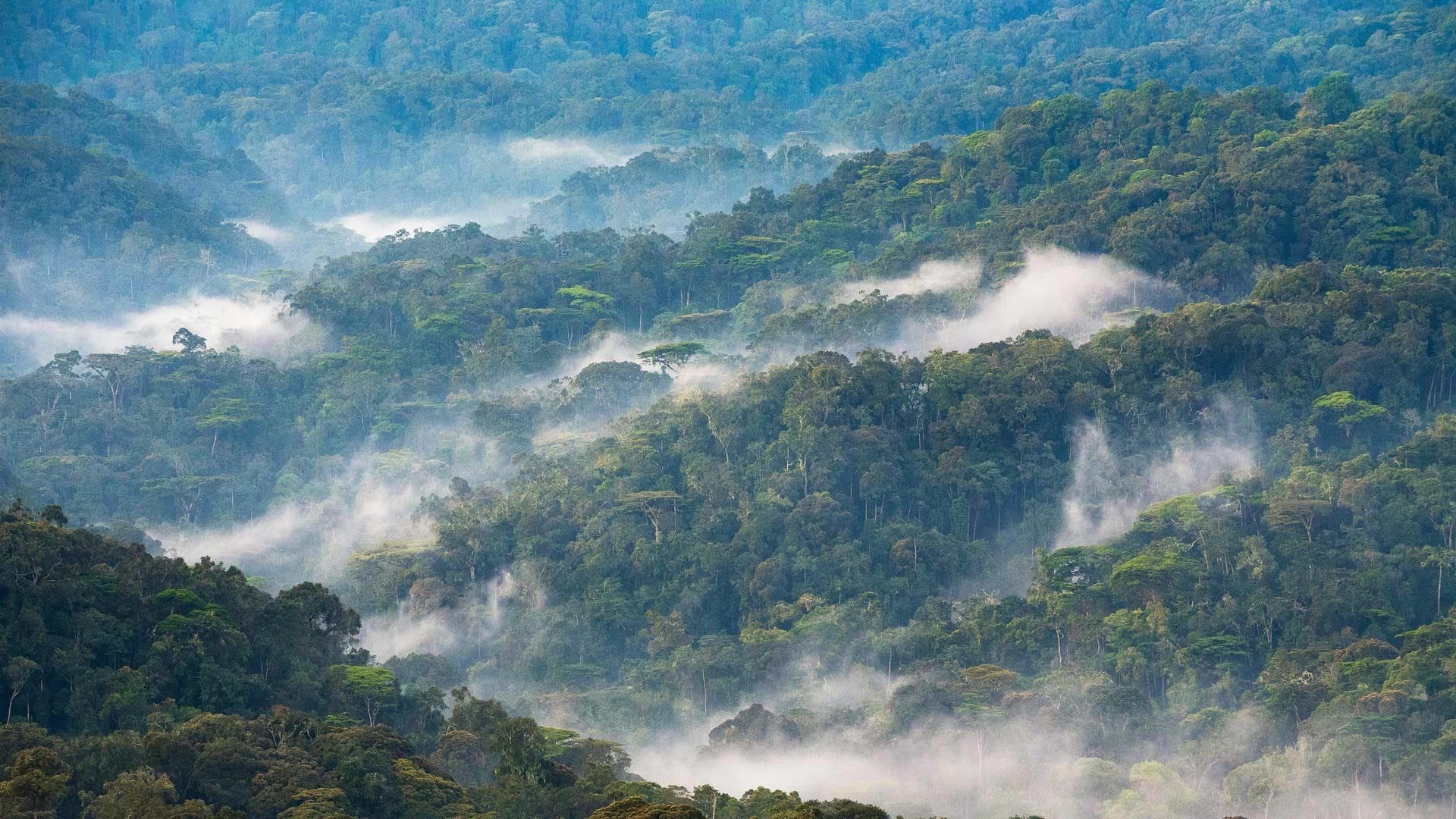 Bwindi Impenetrable Forest gallery 1