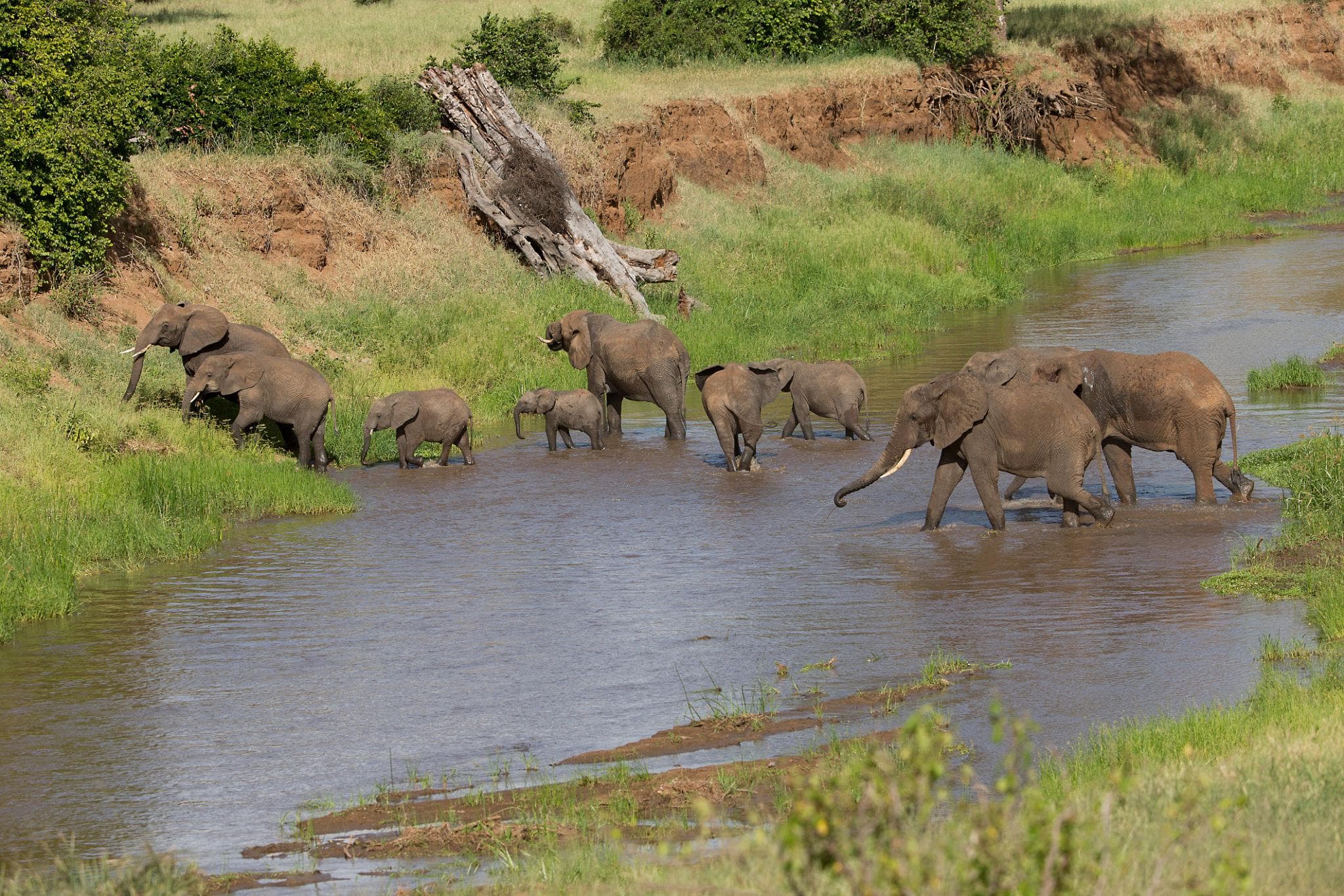 Tarangire gallery 3
