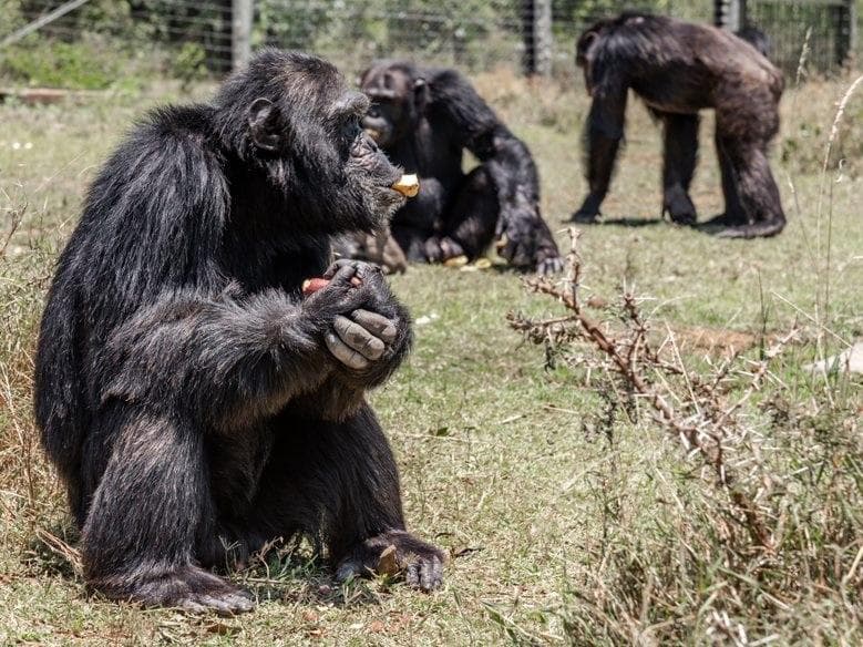 Ol Pejeta