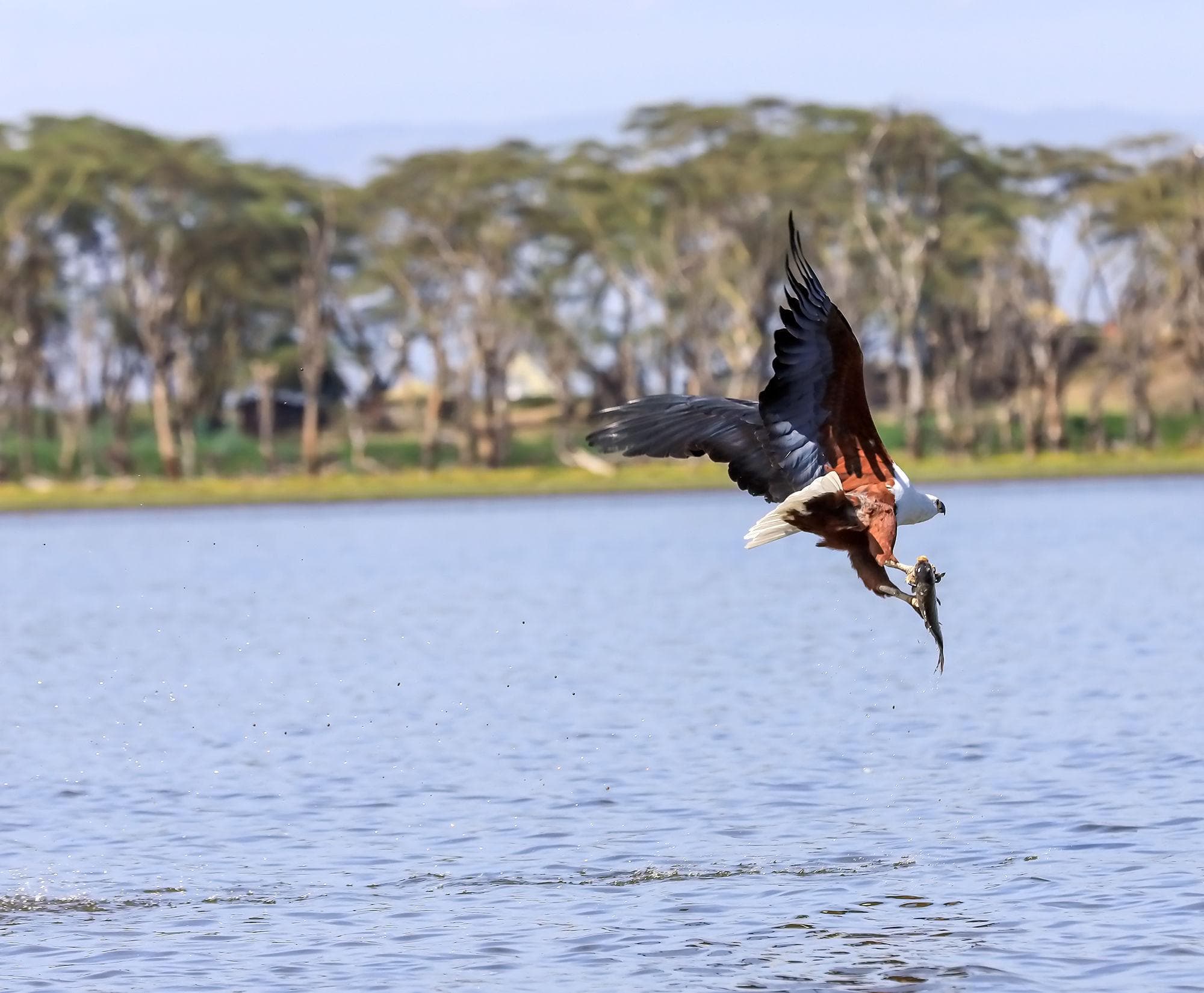 African fish eagle