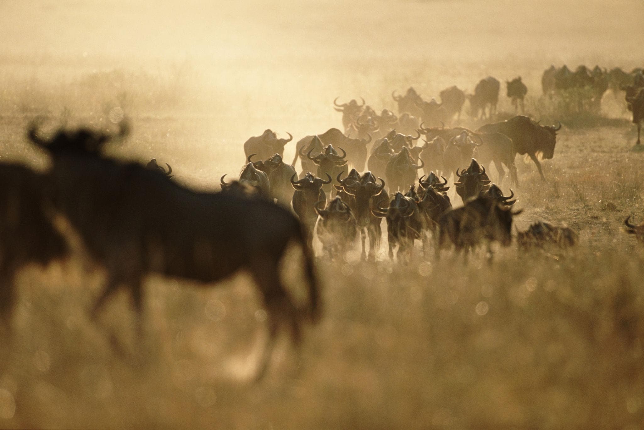 21 Day Ultimate East Africa Grand Tour