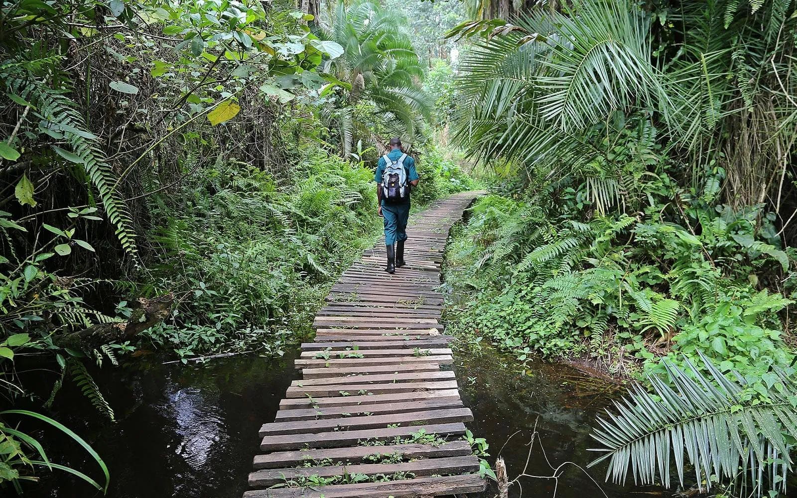 Kibale Forest gallery 1