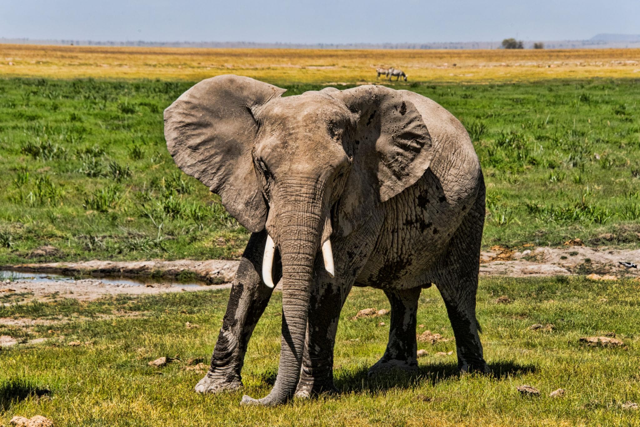 Amboseli gallery 1