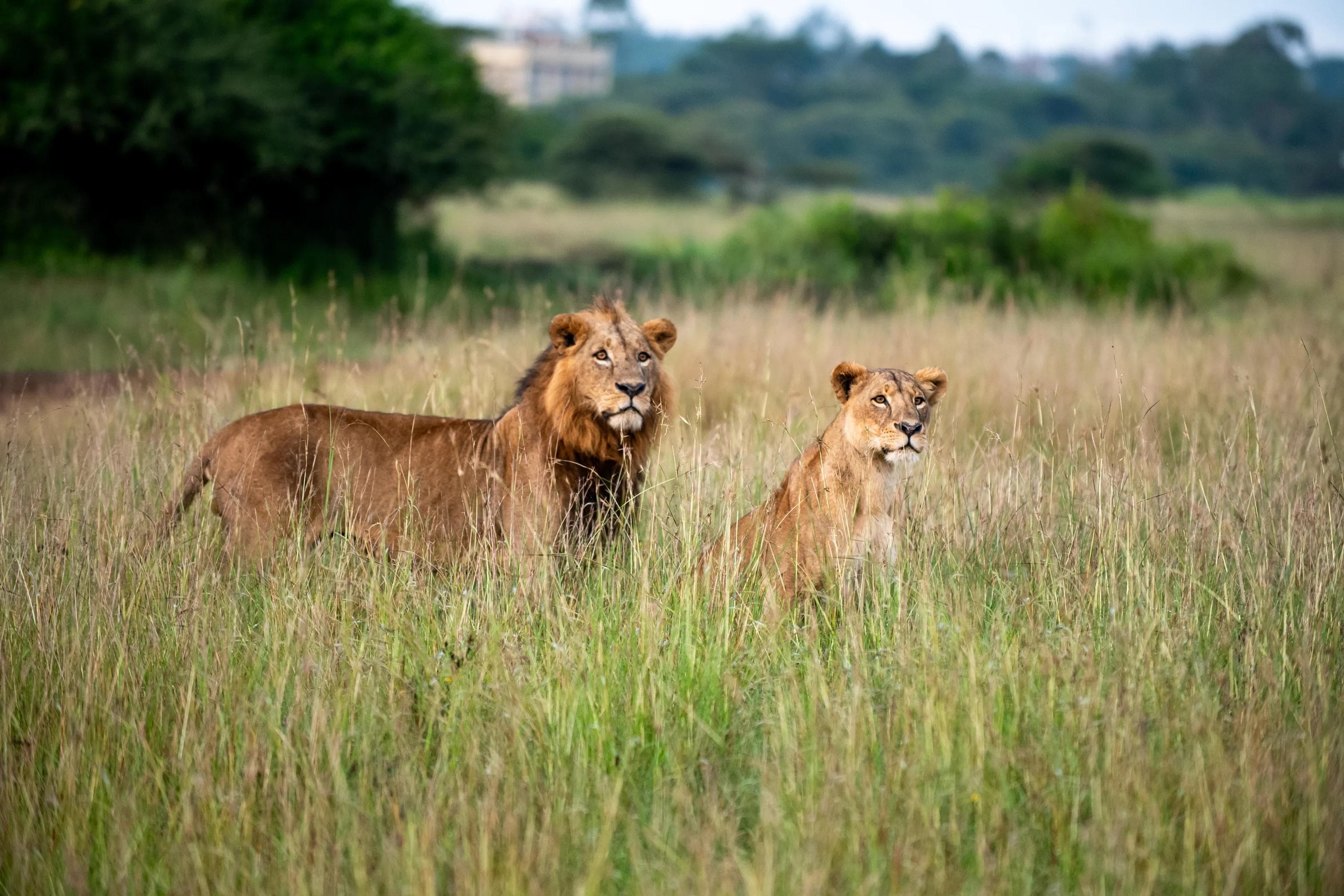 Nairobi gallery 2