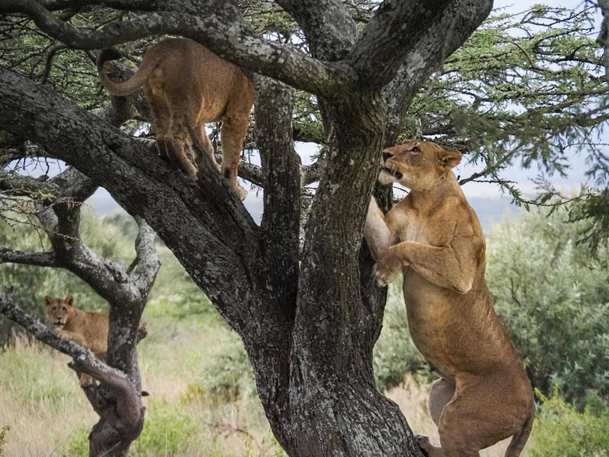 Lion Pride