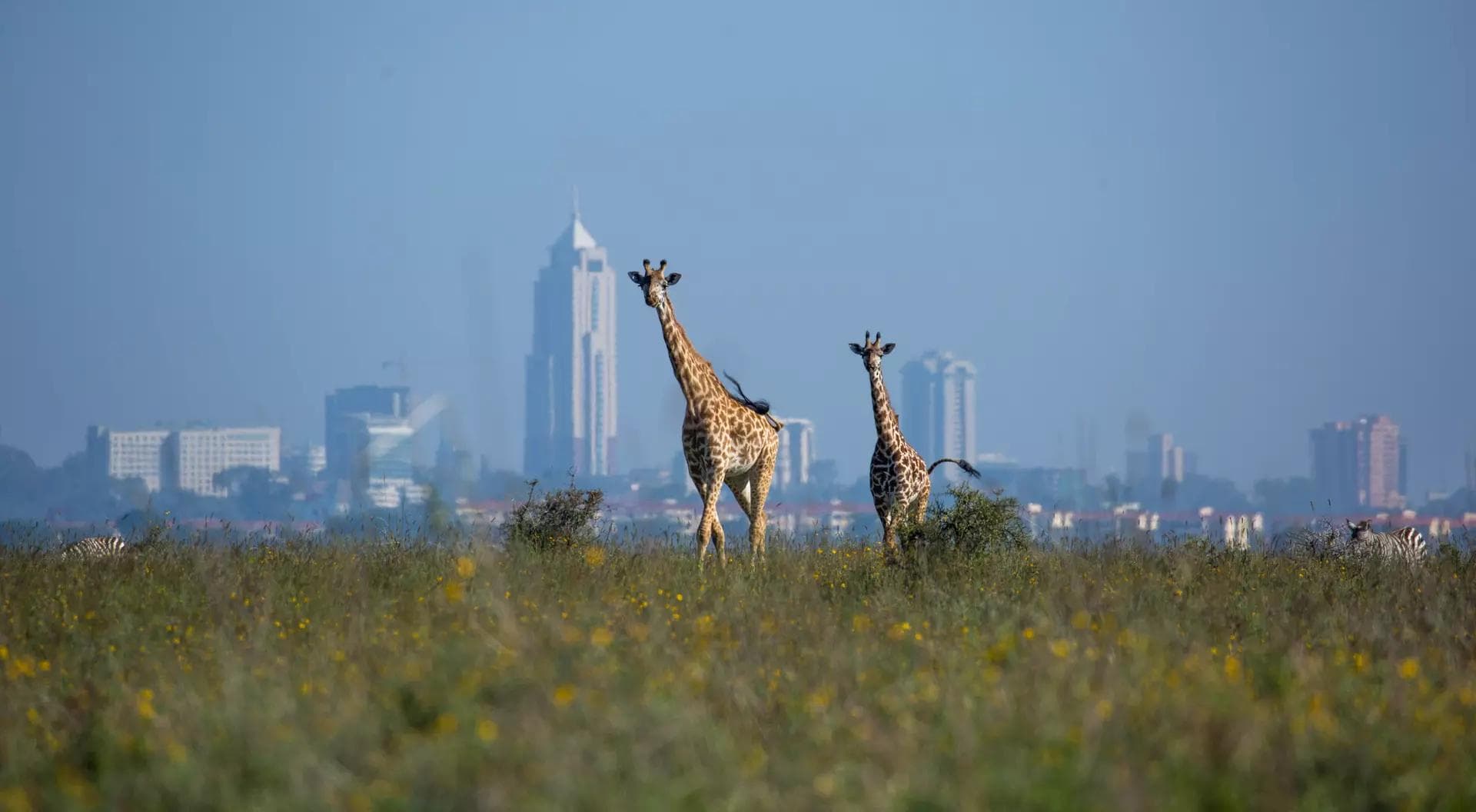 National Park Daily Game Drive