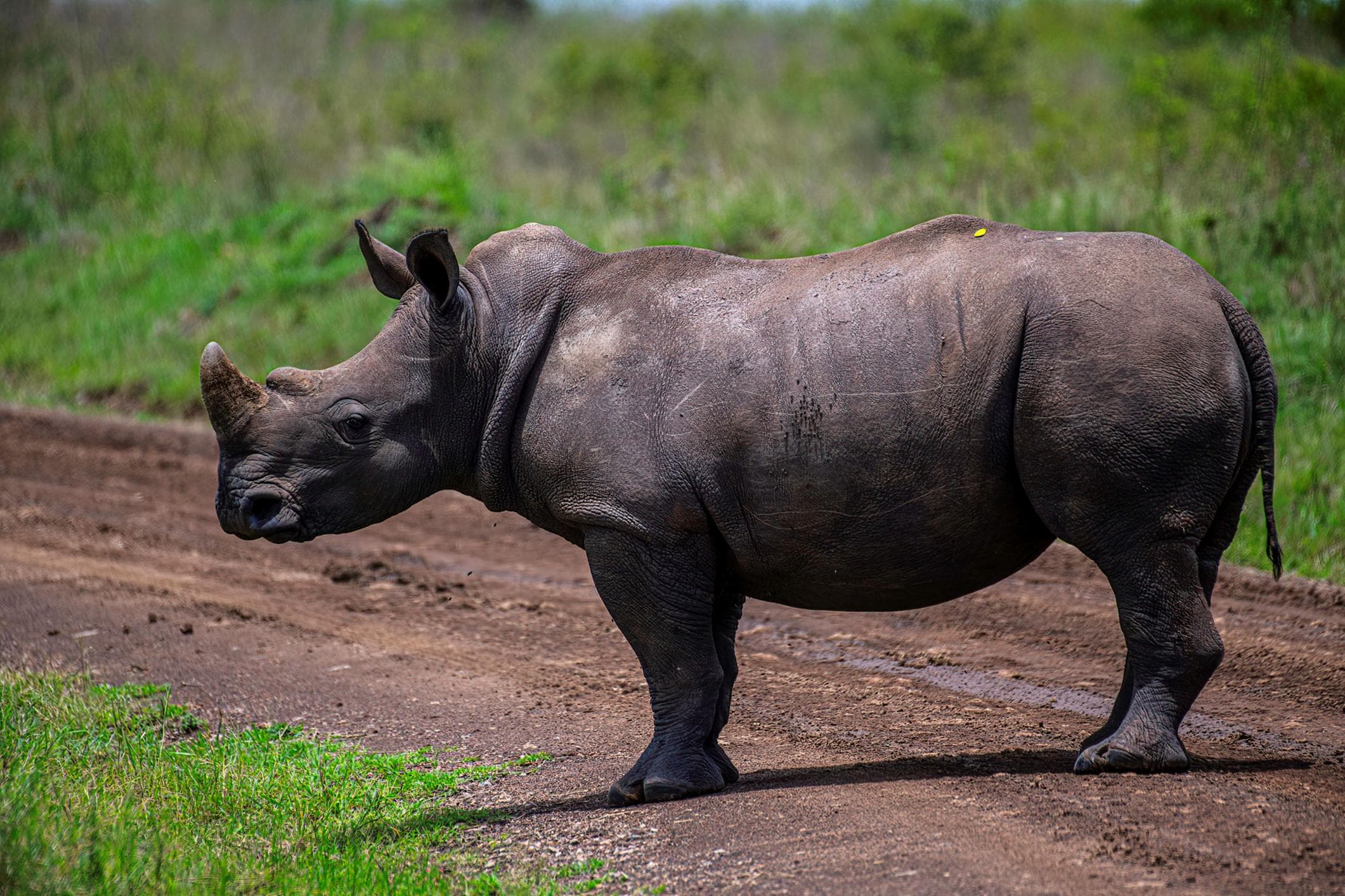 Black Rhino