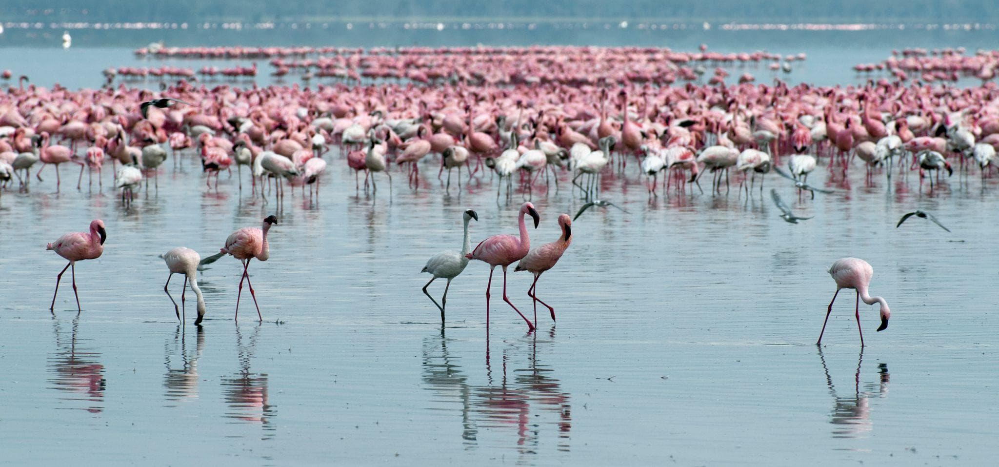 Lake Nakuru gallery 2