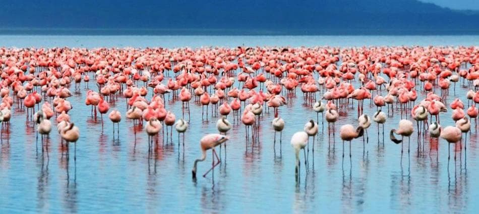 Lake Manyara gallery 2