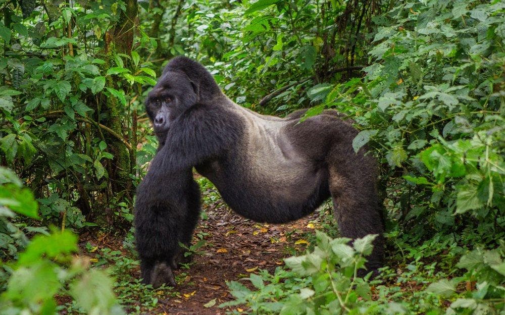 Bwindi Impenetrable Forest gallery 2