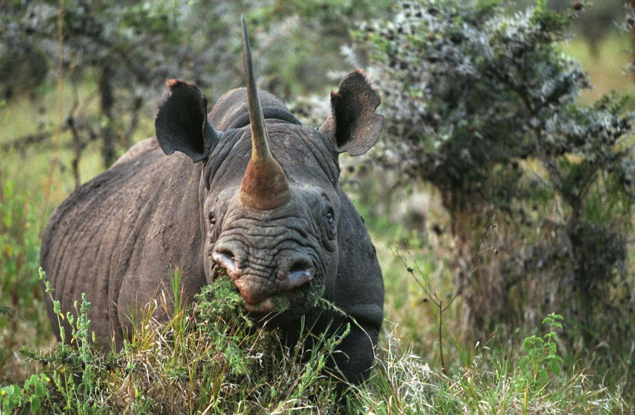 Lake Nakuru gallery 1