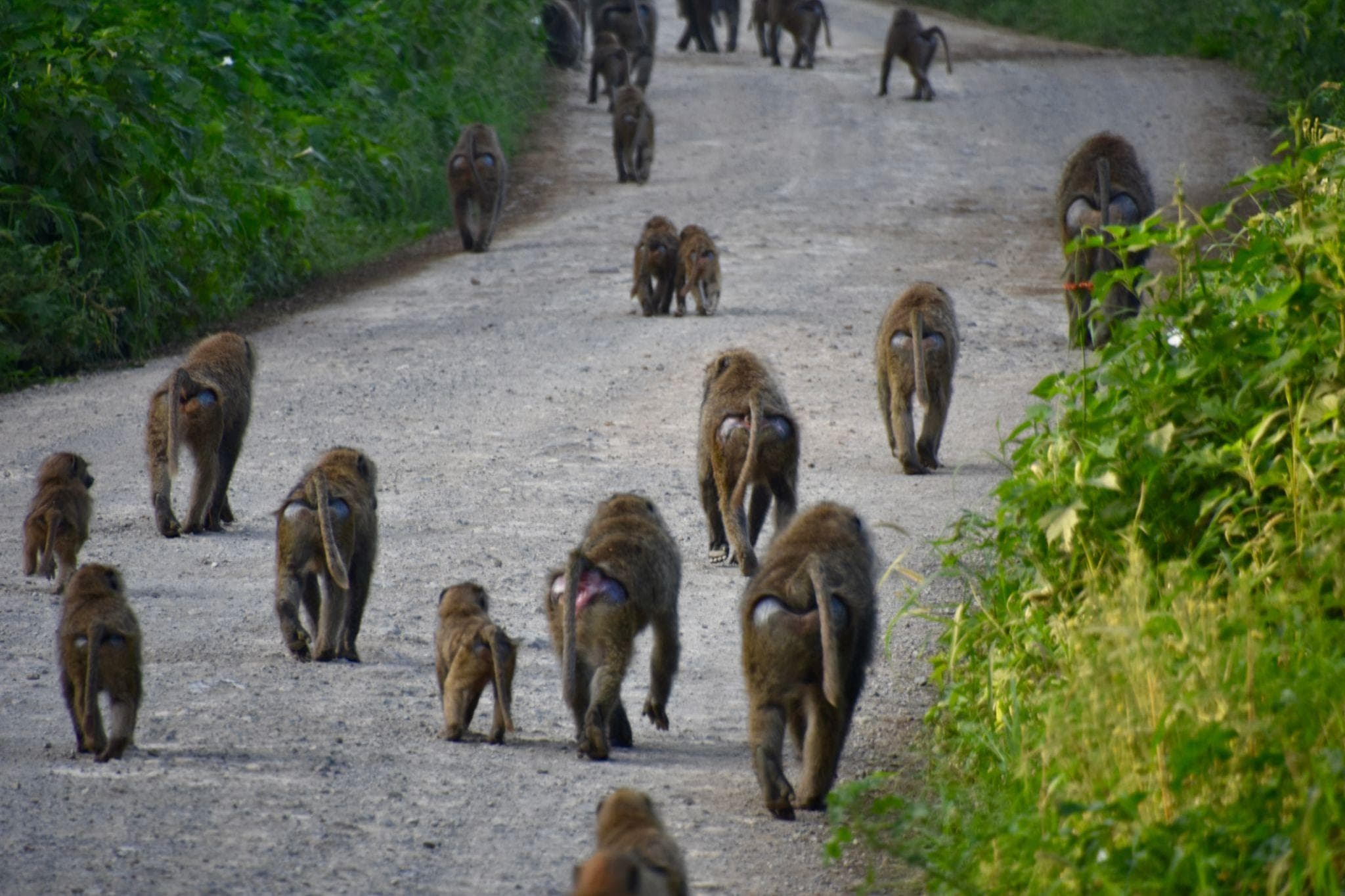 Lake Nakuru, Kenya