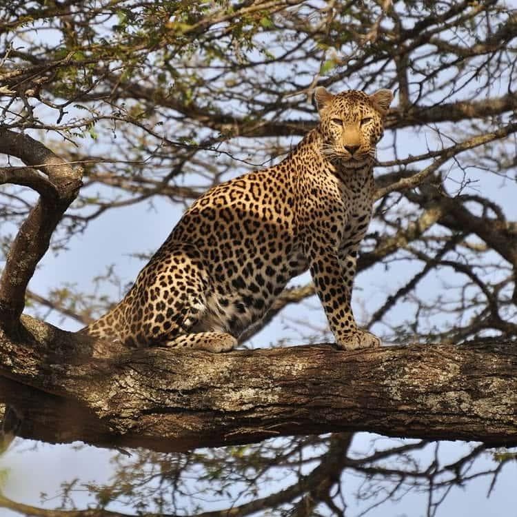 Leopard