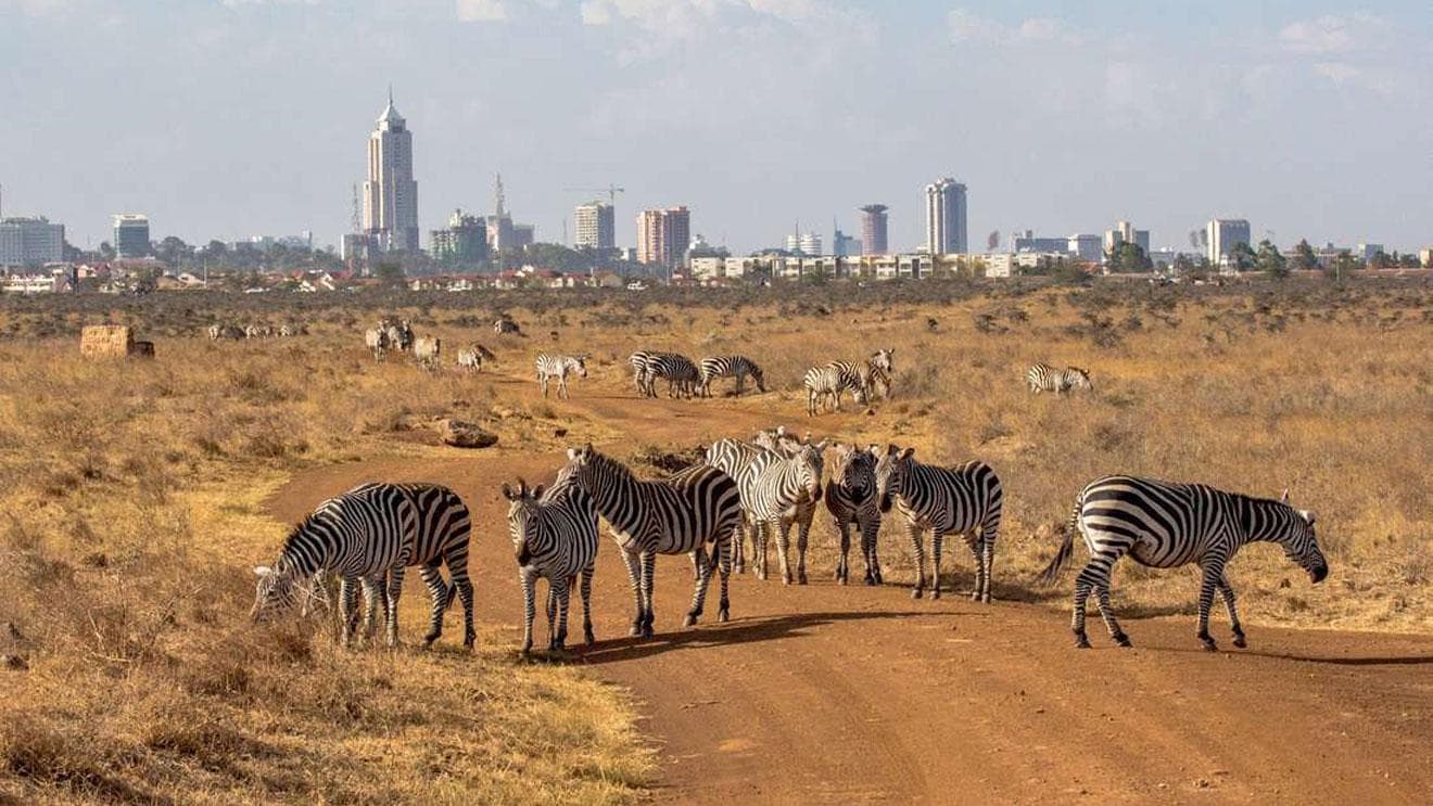 Zebra