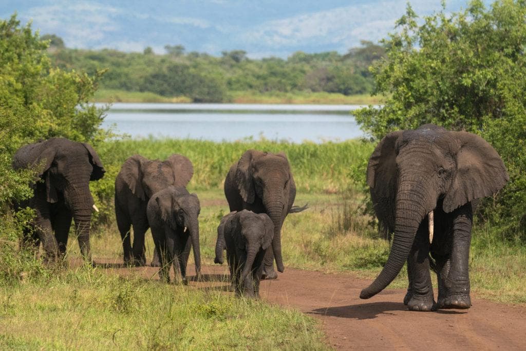 Akagera National Park