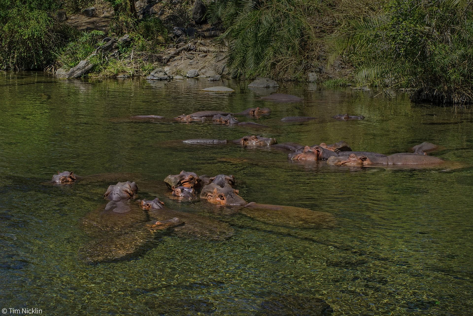 Mzima Springs Hippos