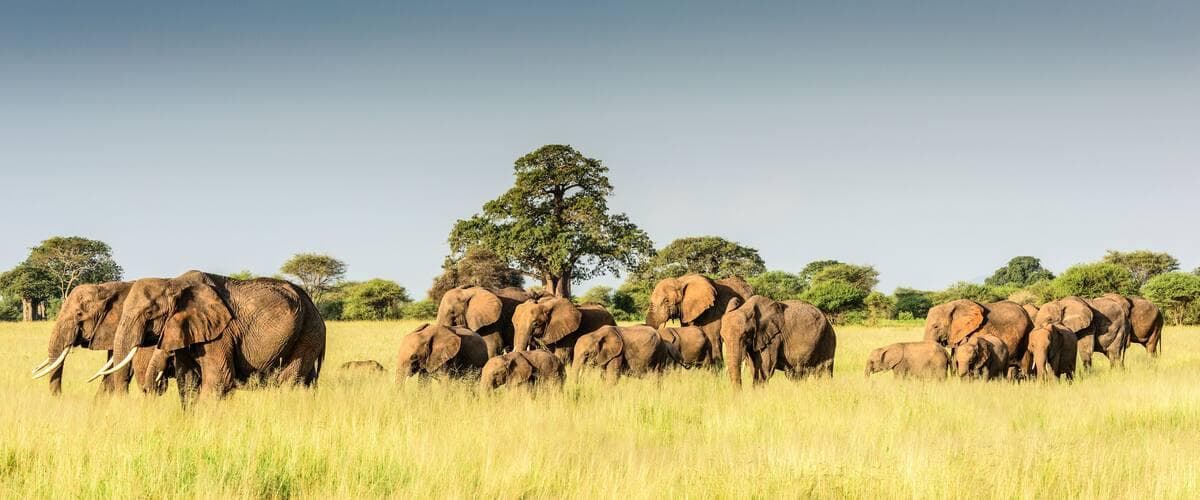 Tarangire
