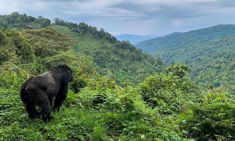 Bwindi Impenetrable Forest gallery 3
