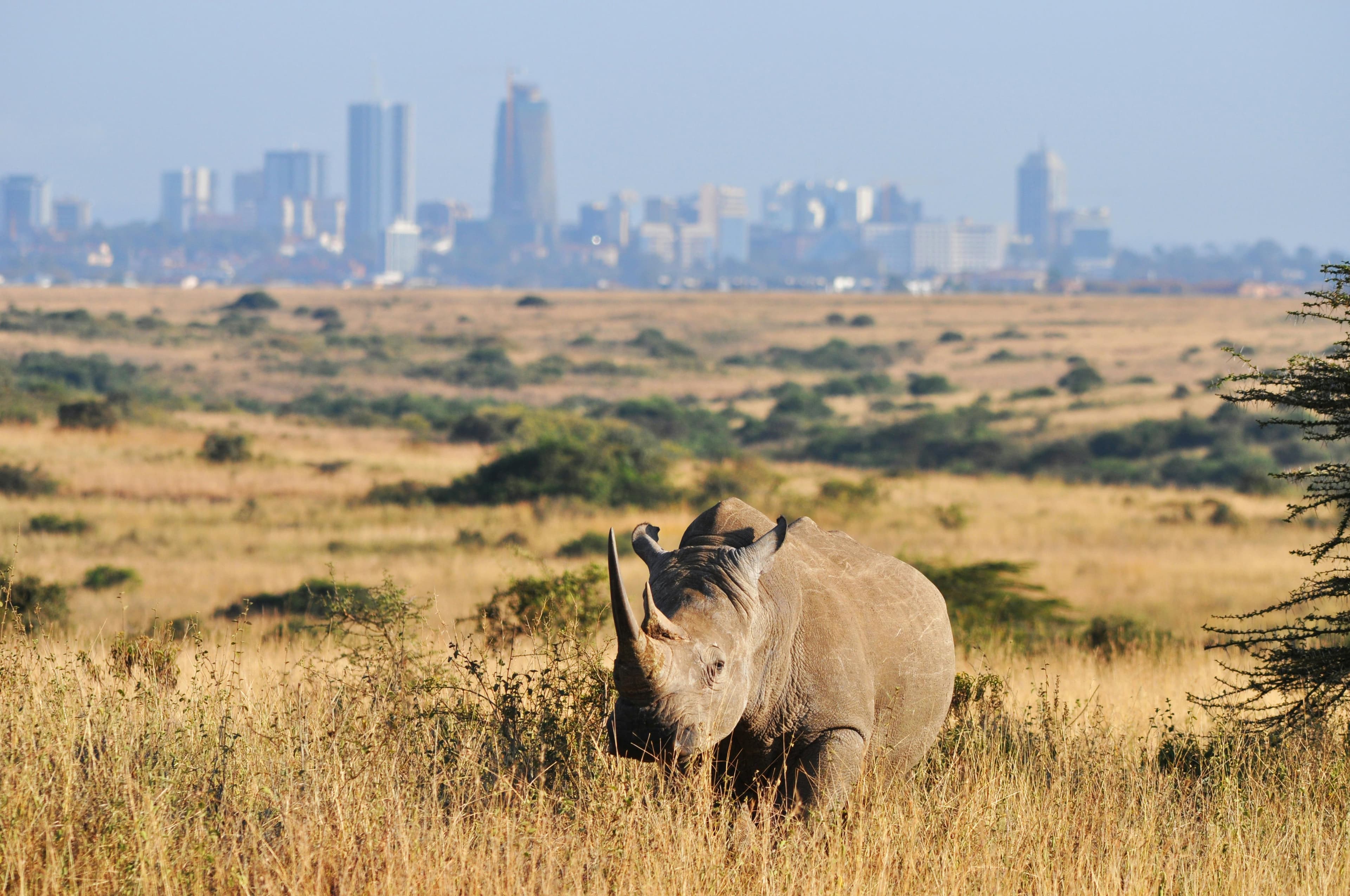 White Rhino