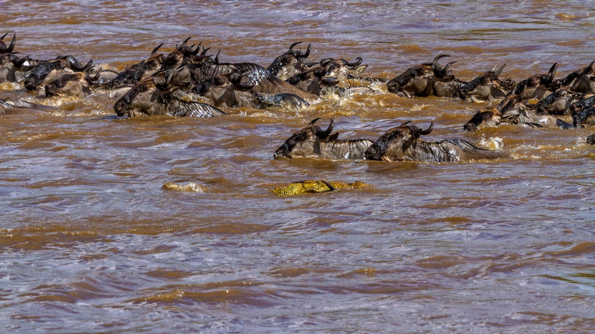14 Day Kenya + Tanzania Migration Safaris