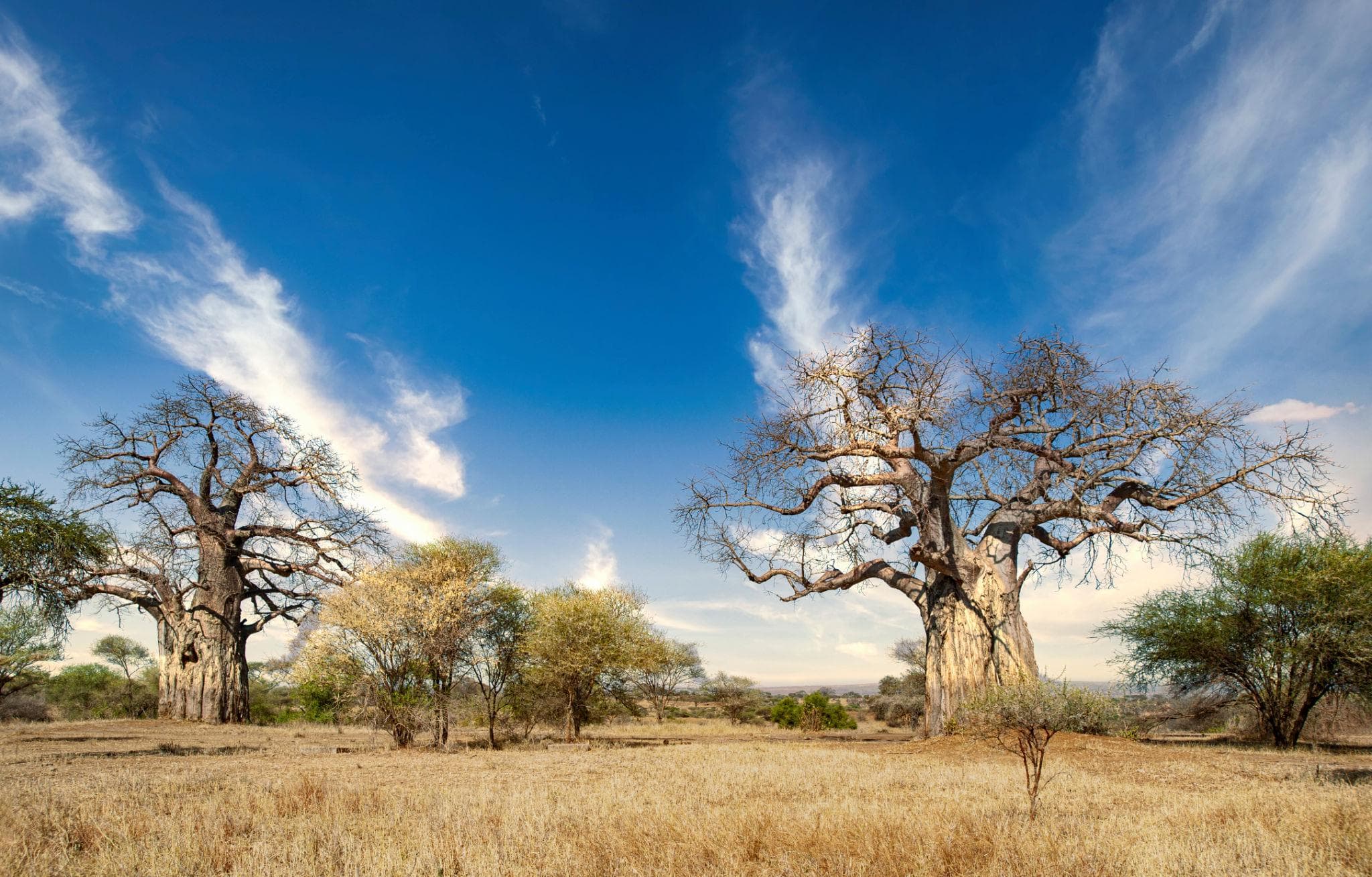 Tarangire gallery 1