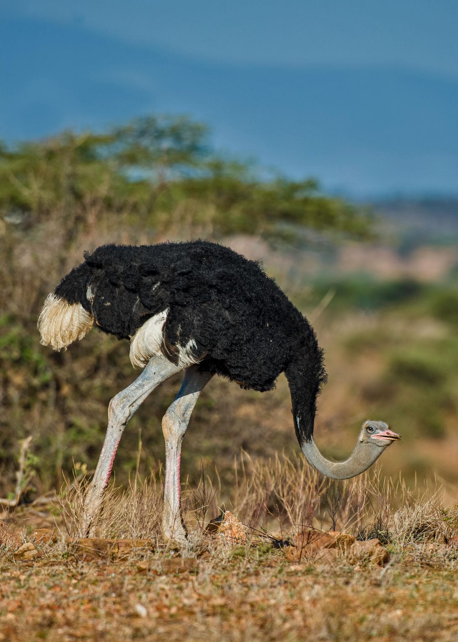 Somali Ostrich