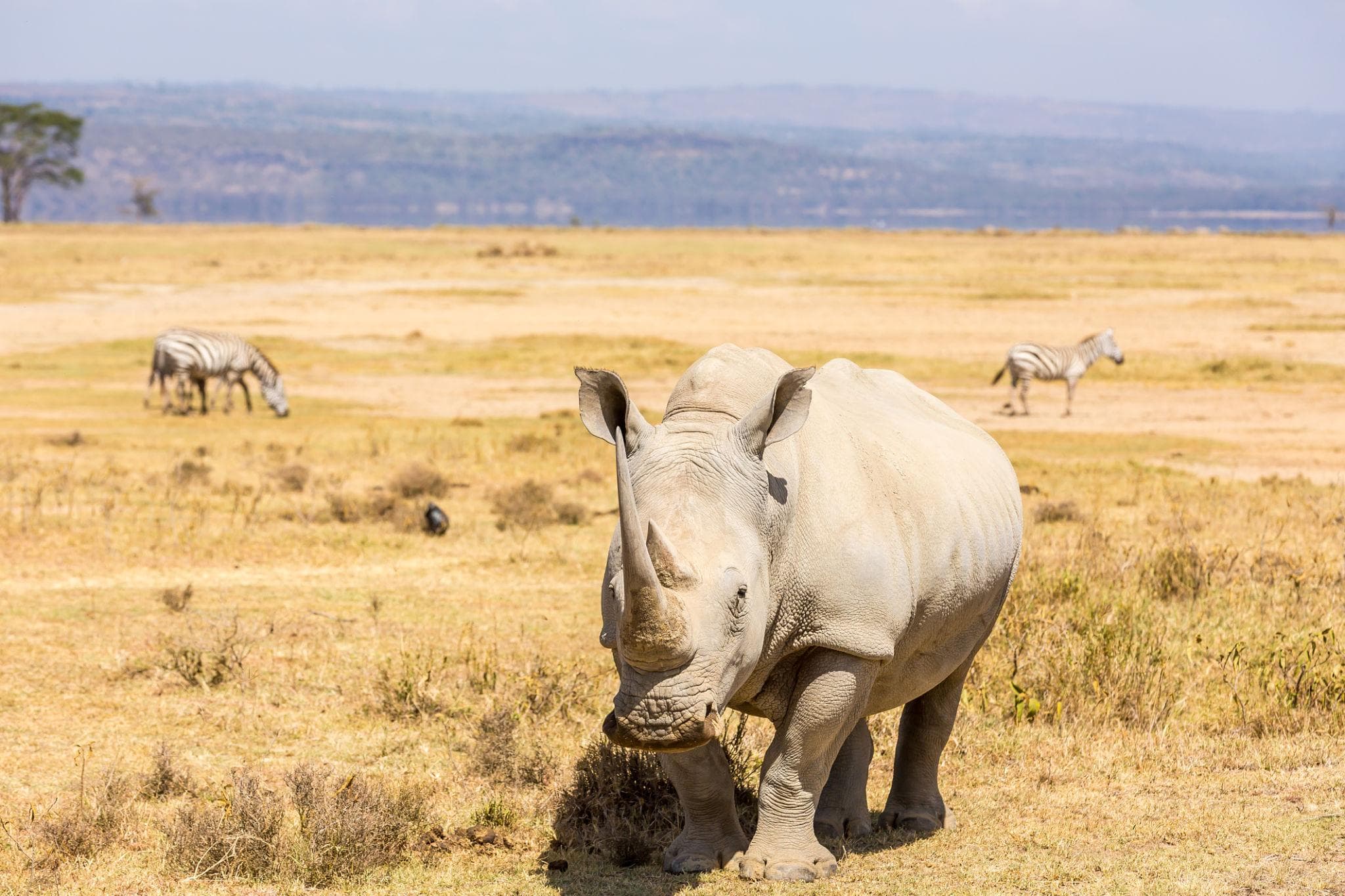 Lake Nakuru gallery 4